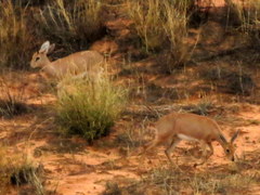 Raphicerus campestris steinhardti