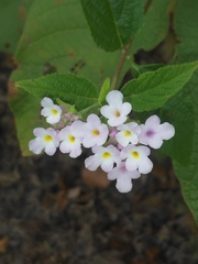 Lantana fucata