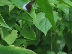 Tanaecia iapis puseda