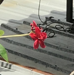 Jatropha integerrima