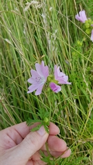 Malva moschata