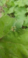 Calycomyza platyptera