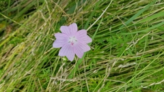 Malva moschata