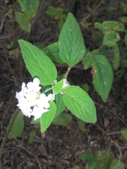 Lantana fucata