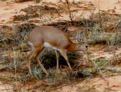 Raphicerus campestris steinhardti