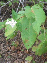 Lantana fucata
