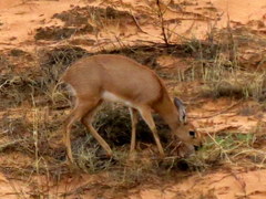 Raphicerus campestris steinhardti