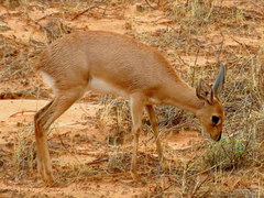 Raphicerus campestris steinhardti