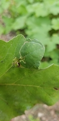 Calycomyza platyptera