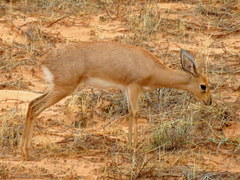 Raphicerus campestris steinhardti