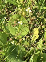 Alisma triviale