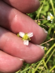 Alisma triviale