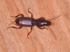 Stenomorphus californicus rufipes