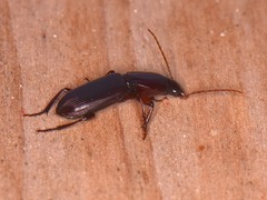 Stenomorphus californicus rufipes