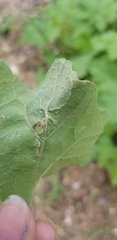 Calycomyza platyptera