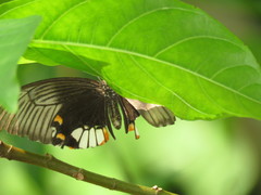 Papilio polytes romulus
