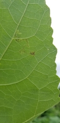 Calycomyza platyptera