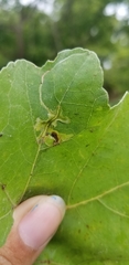 Calycomyza platyptera