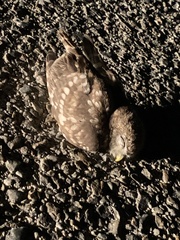 Athene noctua indigena