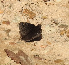 Erynnis juvenalis