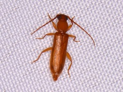 Smodicum cucujiforme