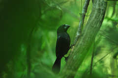 Cyanoloxia cyanoides