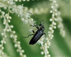 Strangalepta abbreviata