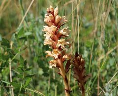 Orobanche kochii
