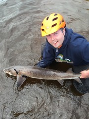 Acipenser fulvescens