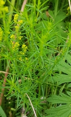 Galium verum