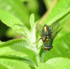 Lucilia eximia