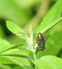 Lucilia eximia