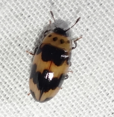 Ischyrus quadripunctatus