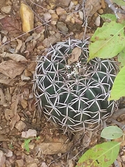 Melocactus zehntneri
