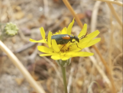 Eupompha elegans elegans