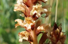 Orobanche kochii