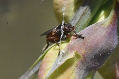 Sciomyzoidea