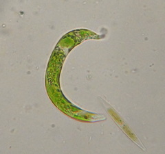 Euglena mutabilis