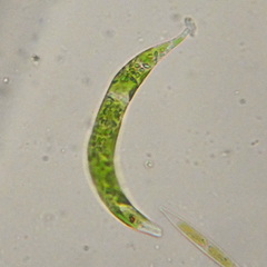 Euglena mutabilis
