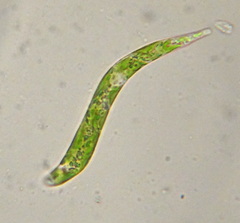 Euglena mutabilis