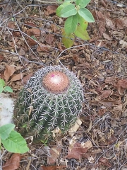 Melocactus zehntneri