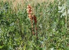 Orobanche kochii