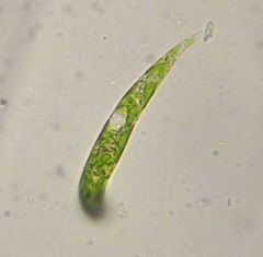 Euglena mutabilis