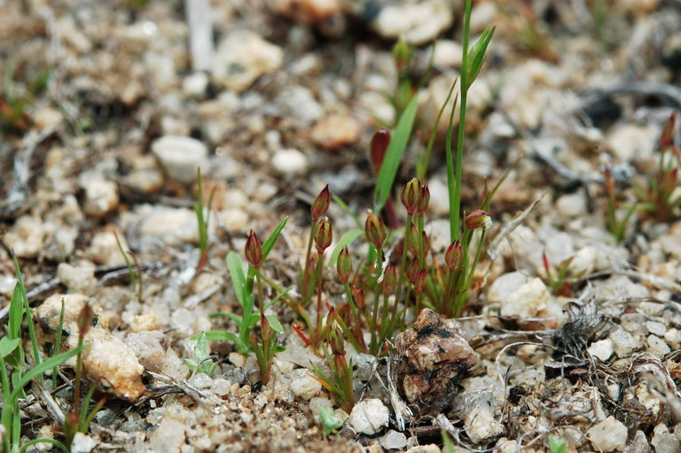 Juncus bryoides