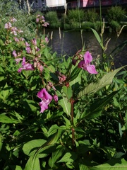 Impatiens glandulifera