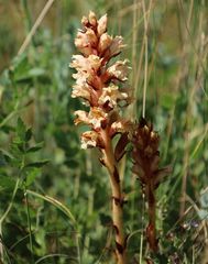 Orobanche kochii