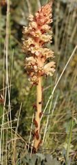 Orobanche kochii