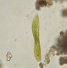 Lepocinclis fusca