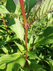 Impatiens glandulifera