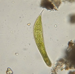 Lepocinclis fusca